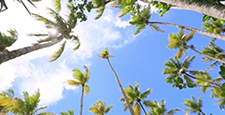 looking up through the palm trees